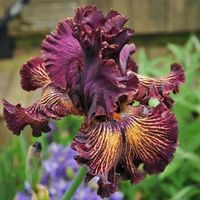 Iris Germanica Drama Queen