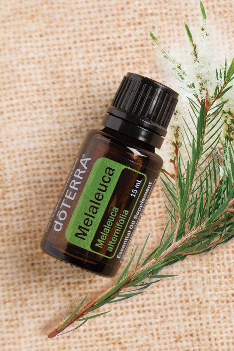 doTERRA Tea Tree - Teebaum ätherisches Öl 15ml NEU (Neu und ...