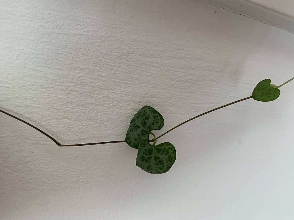 Piante & sementi: String of Hearts Steckling – Usato da Zürich venduto da Caffeinecat