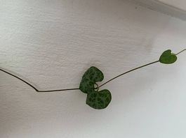 String of Hearts Steckling
