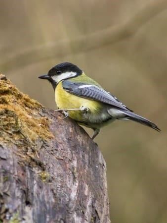 Obiettivi: Teleobjektiv Supertele 500mm/1000mm Cano – Nuovo (secondo la descrizione) da Kirchdorf AG venduto da Apost008 8