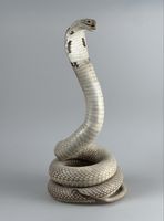 Cobra bianco vintage, taxidermia