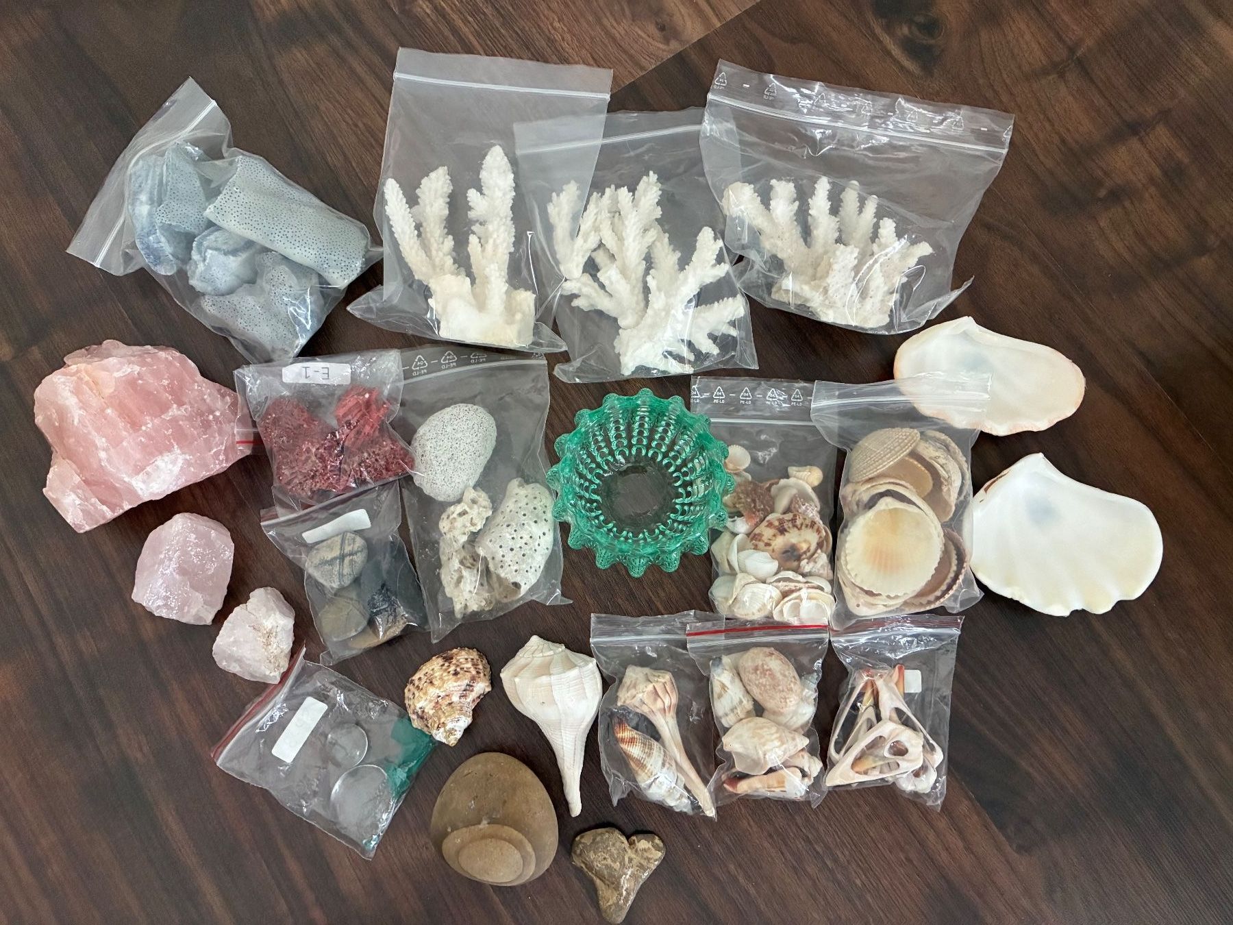 Fossili: Muschelset Diverses – Usato da Frick venduto da sandra037