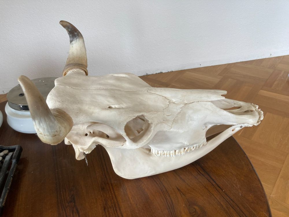 Kuhhorn Wanddekor - PVC Stierschädel Deko Für Western & Rustikal Stil