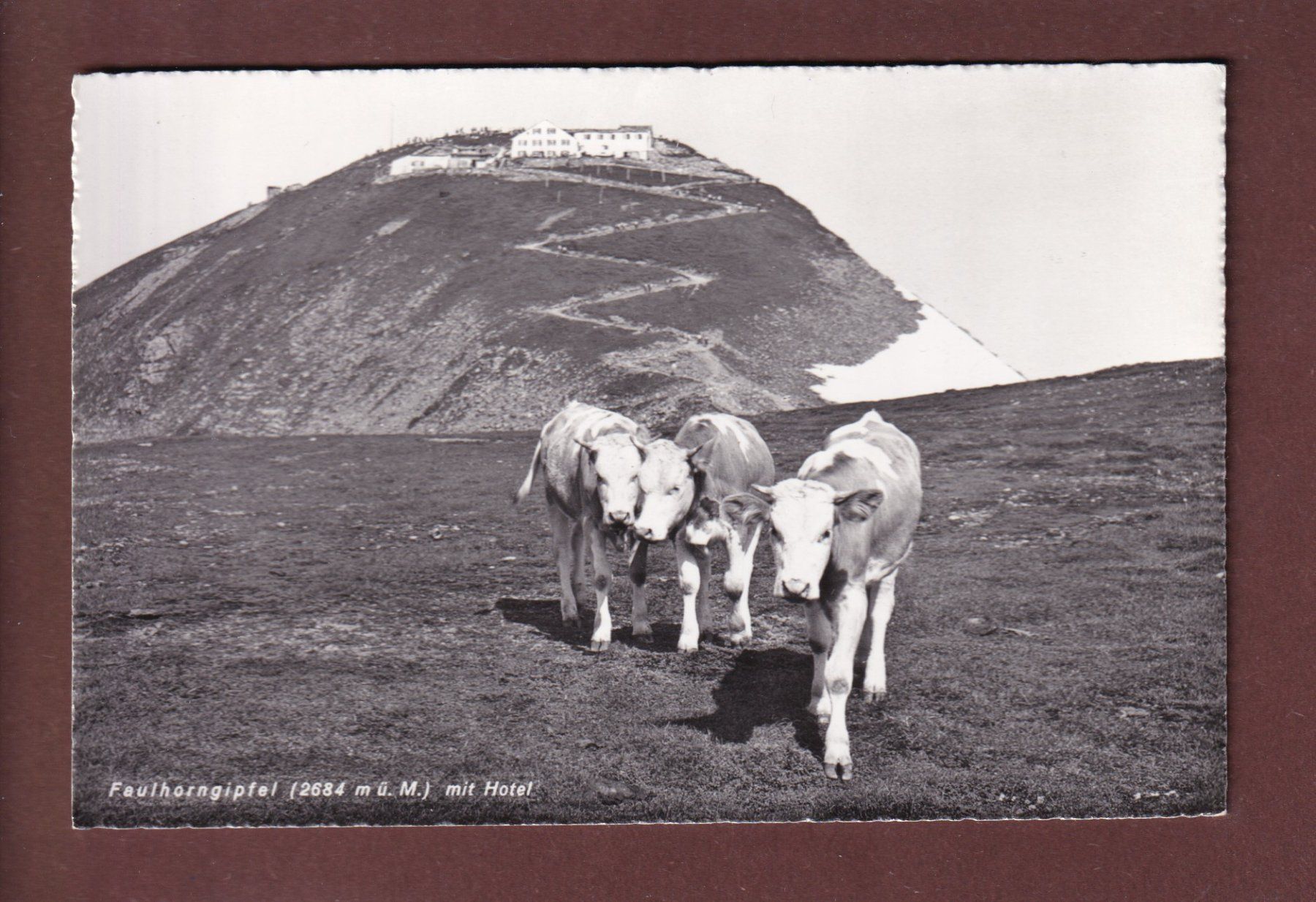 Cartoline postali: FAULHORN-GIPFEL - Kühe - Hotel – Usato da Pully venduto da nicecards