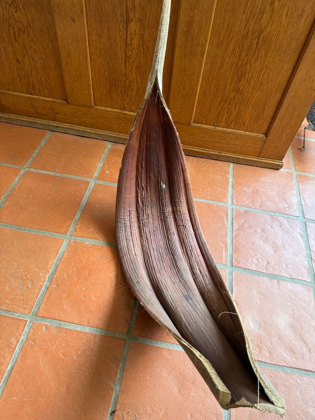 Alle Dekorationen: Grosses Bananenblatt getrocknet – Gebraucht aus Oberrohrdorf von maggys15 2