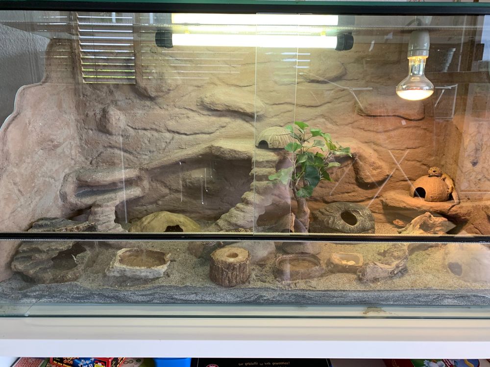 Terrarium mit 3 Leoparden Geckos inkl. Zubehör Kaufen auf Ricardo