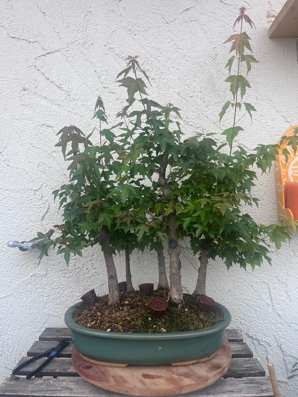 Piante & sementi: Acer Buergerianum / Trident Maple Bonsai Forest – Usato da Genève venduto da dan_tt69 6