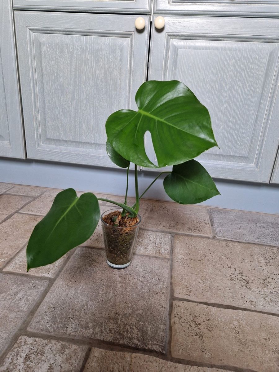 Pflanzen & Samen: Monstera Deliciosa 🪴 – Gebraucht aus Menziken von Ines.Coelho 5
