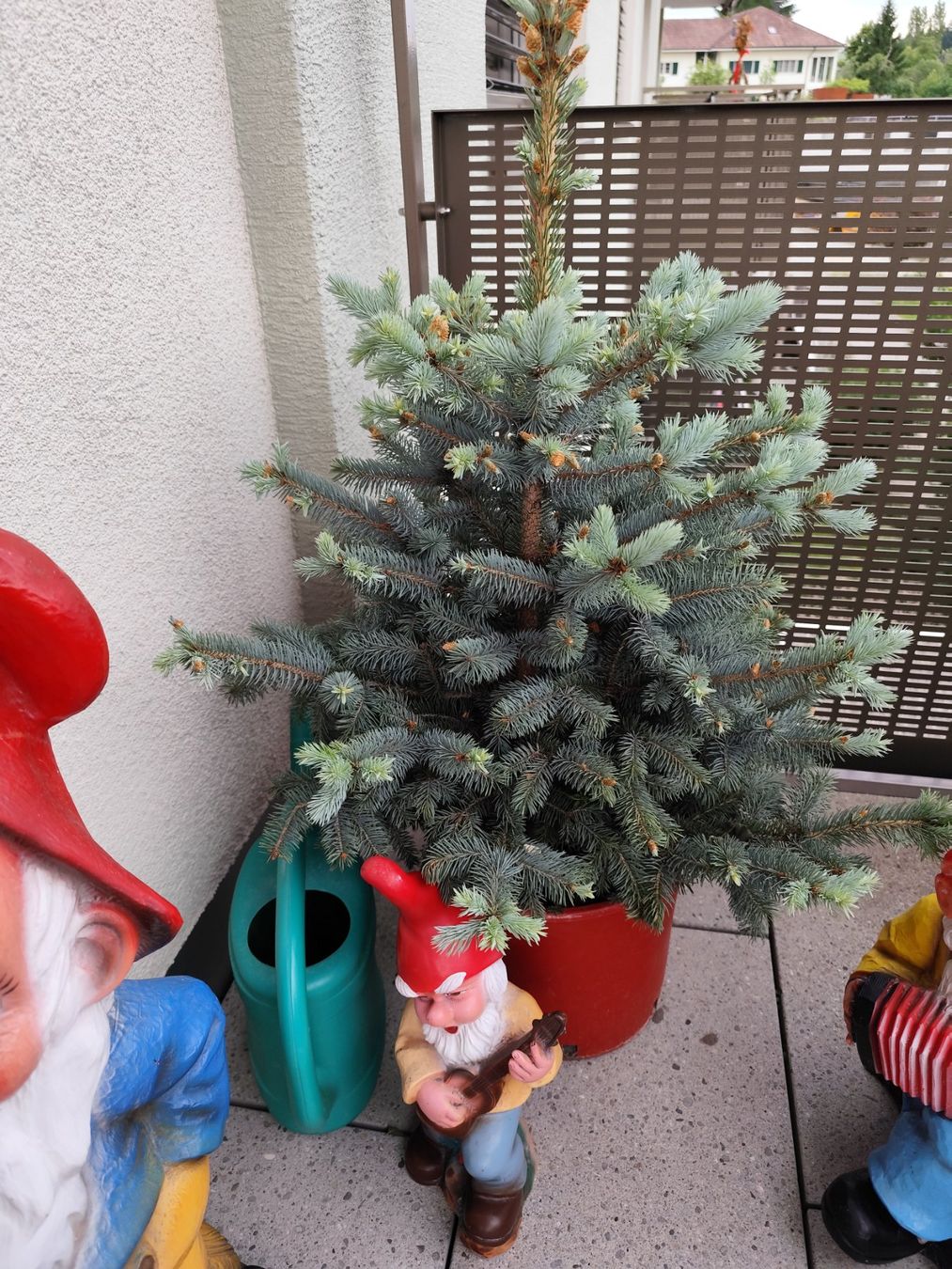 Piante & sementi: Picea pungens – Nuovo (secondo la descrizione) da Grossdietwil venduto da bie_2bn5