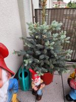 Picea pungens