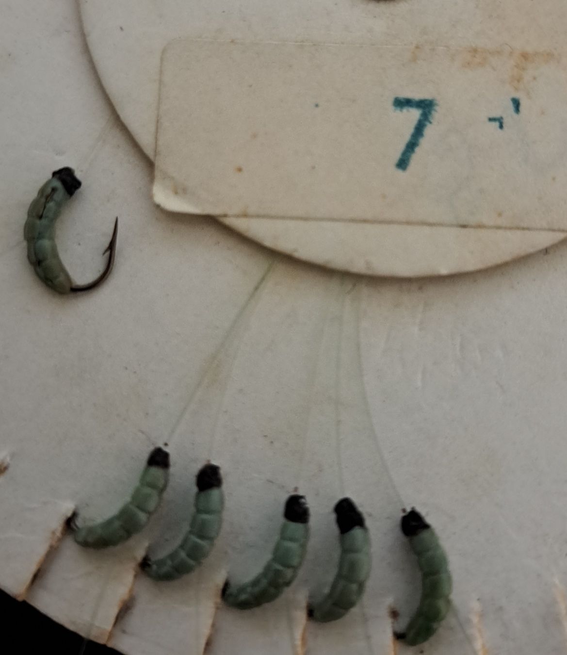 Stucki Thun Esche: 6 nymphes "larve" Stucki h 14 – Nuovo e nell'imballaggio originale da Fribourg venduto da versus702 1