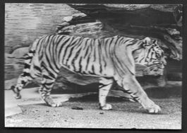 Zoologischer Garten Zürich Sibirischer Tiger