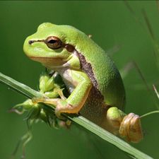 Profile image of capras