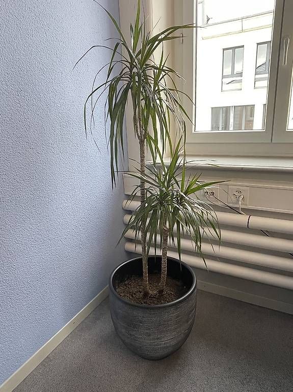 Plantes & graines: Grosser Drachenbaum mit Topf – D'occasion à Niederhasli par MT660