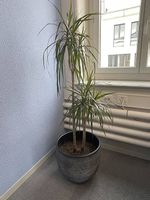 Grosser Drachenbaum mit Topf