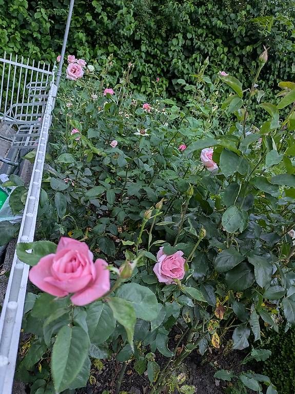 Tutti i DVDs: Blühende Rosen Büsche ca. 77Stk. – Usato da Binningen venduto da Smile-46 4
