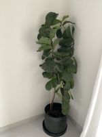 Fiddle Leaf Fig Plant in Black Pot, Large Interior Plant