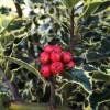 Piante & sementi: Houx à feuilles panachées   (2 plants) – Nuovo (secondo la descrizione) da Bremblens venduto da FIBONACCI369 1