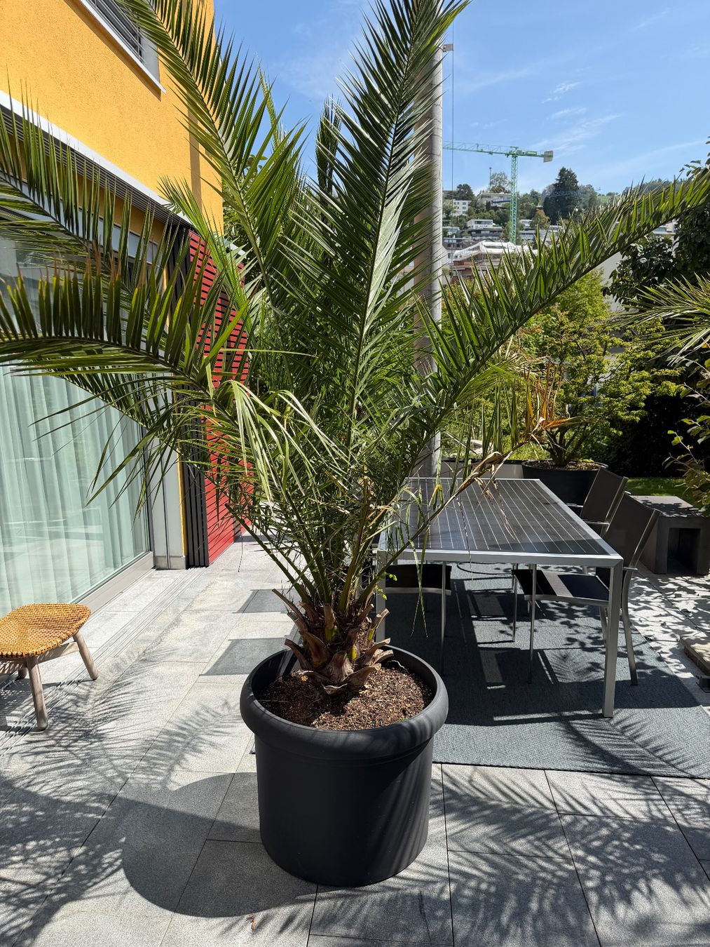 Piante & sementi: Palme – Usato da Zug venduto da brucor