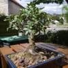 Piante & sementi: Pistachier lentisque - Arbre à mastic  15-20cm – Nuovo (secondo la descrizione) da Bremblens venduto da FIBONACCI369 5