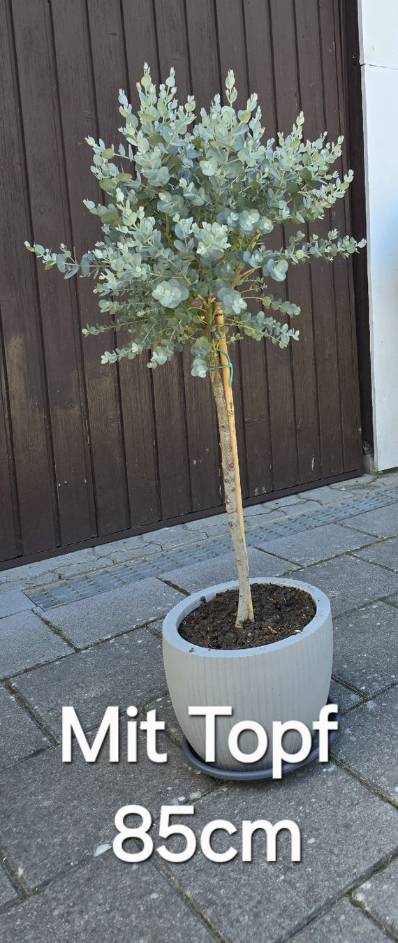 Piante & sementi: Eukalyptus-Bäumchen im Topf – Nuovo (secondo la descrizione) da Aarburg venduto da popkorn65 4