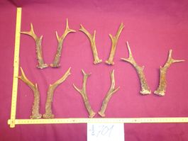 Reh, Geweihe, Trophäe, Horn, Dekoration, Jagd Abwurfstangen