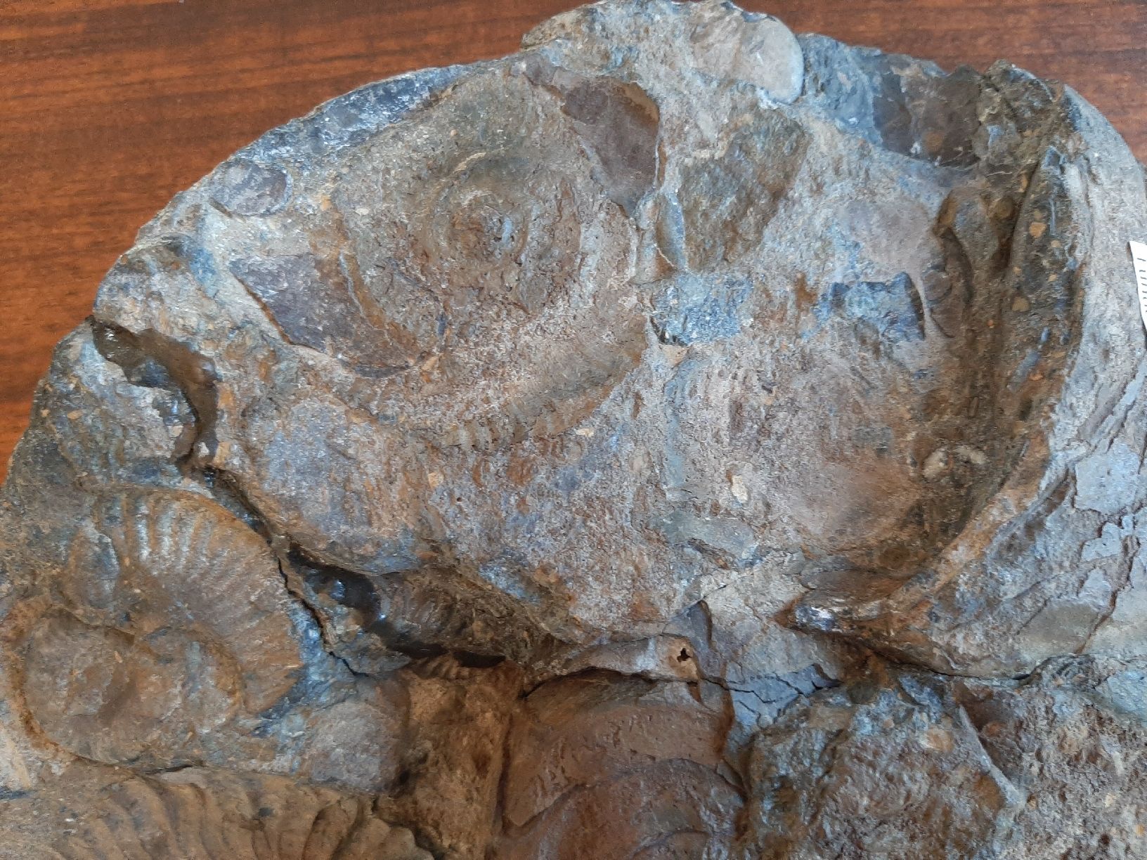 Fossili: Schöner Nautilus – Usato da Rickenbach BL venduto da Oktober68 7