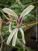 Pelargonium Trifidum - zart duftende Blütenschönheit