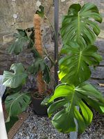 Wunderschöne, grosse Monstera Deliciosa ohne Kokosstab&Topf