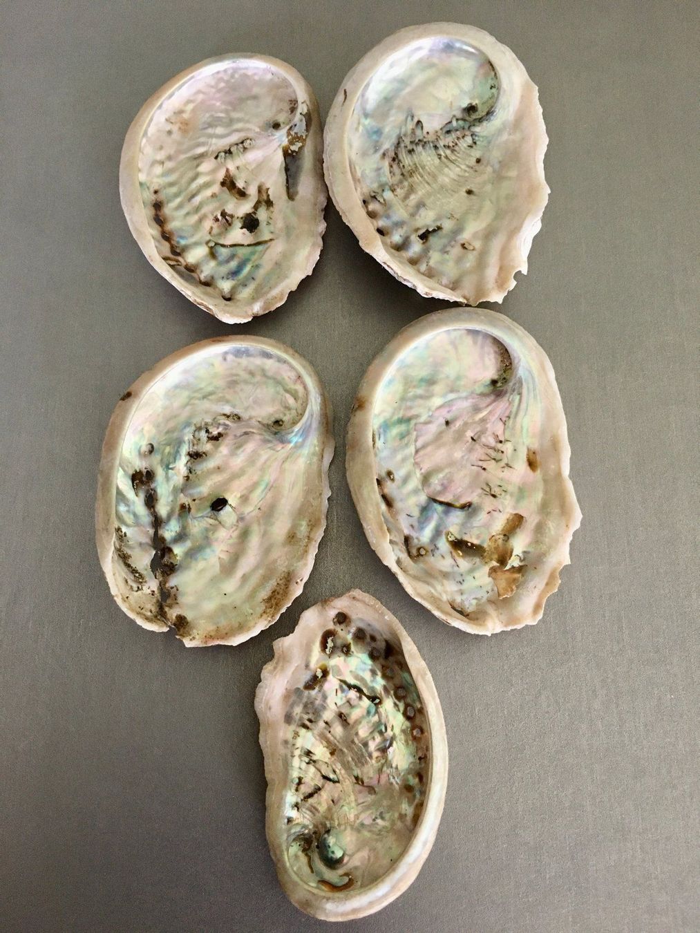 Fossili: Lot Muscheln Abalone/Set mit 5 Stück – Nuovo e nell'imballaggio originale da Volketswil venduto da rubin74