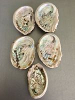 Lot Muscheln Abalone/Set mit 5 Stück