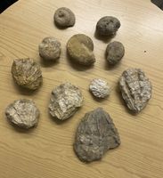 Fossilien Schweiz