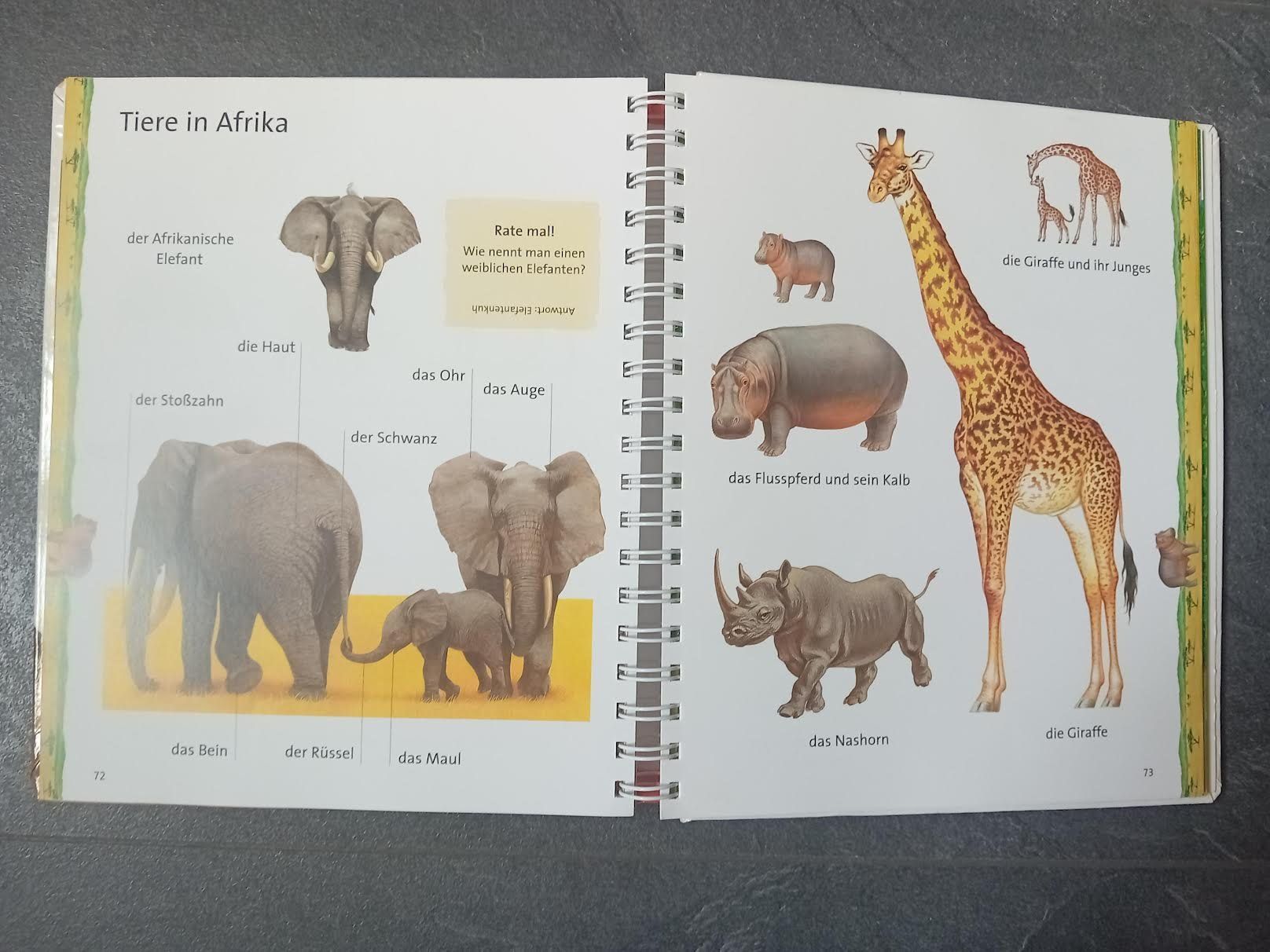 Libri: Tierbuch "Mein grosses Bildwörterbuch Tiere" – Usato da Salez venduto da Robe12 2
