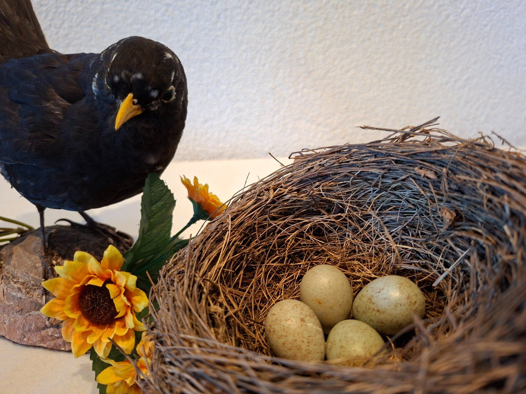 Il mondo degli animali: Amsel mit Nest – Usato da Wünnewil venduto da Boschung1 1
