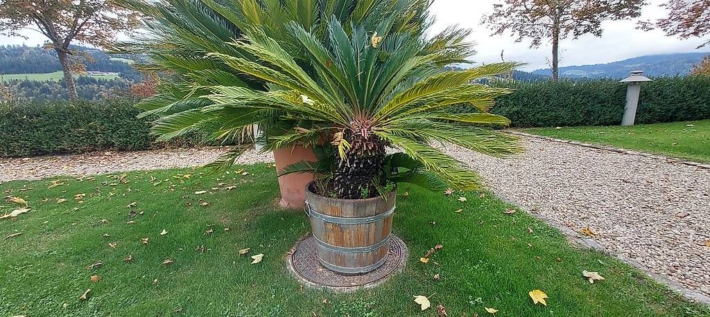 Piante & sementi: Palmfarne – Nuovo e nell'imballaggio originale da Langnau i. E. venduto da tob_px6v 1