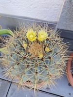 Grosser blühender Kaktus