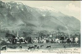 Stans, NW Tottikonmatte, Kühe ca. 1910 sehr gut erhalten