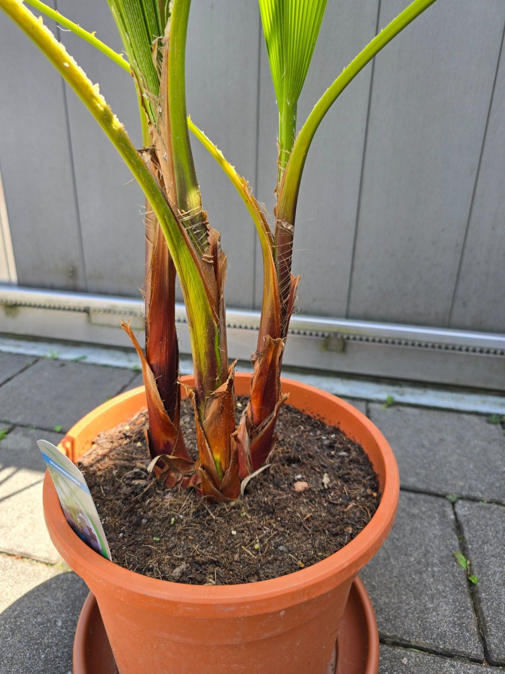 Piante & sementi: Tolle Washington Palme – Usato da Aarburg venduto da popkorn65 4