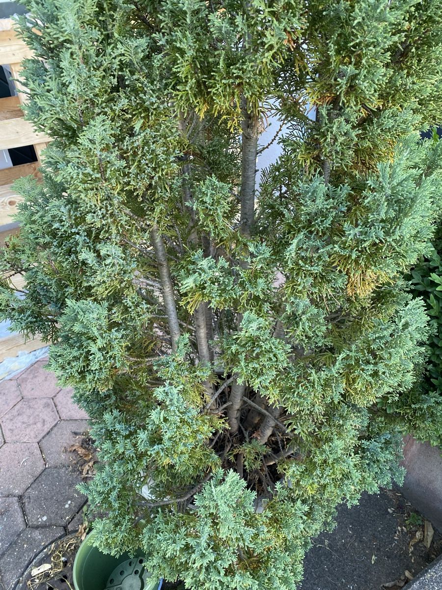 Pflanzen & Samen: Grosse Thuja – Gebraucht aus Galgenen von Testus 5