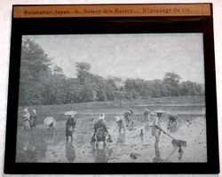 5x Glasdia Japan: Reiskultur, um 1900