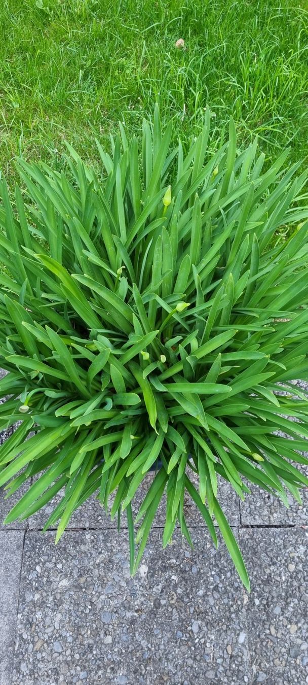 Piante & sementi: Agaphantus weiss – Usato da egliswil venduto da Maggy6 1