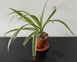 Grünlilie (Chlorophytum), Tontopf, 40cm