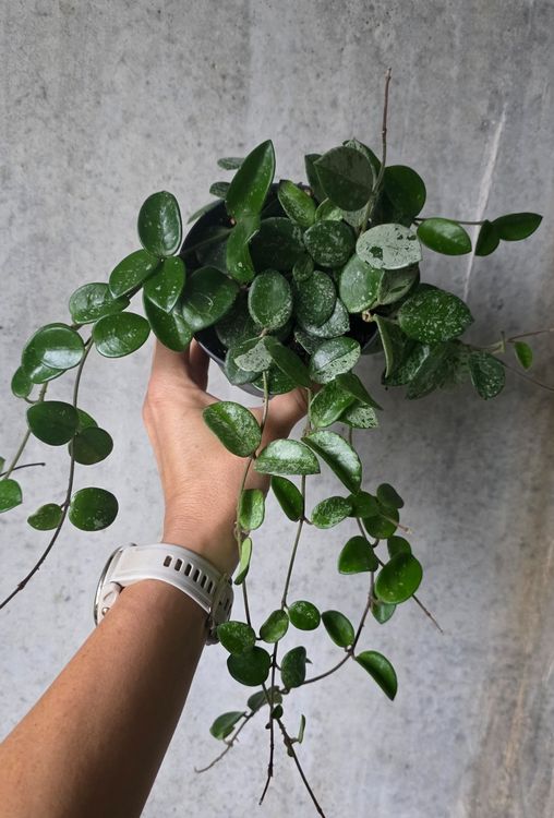 Hoya Mathilde Splash (Gebraucht) in St.Erhard für CHF 32 – nur Abholung ...