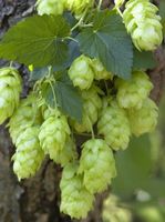 Hopfen - Humulus lupulus - 50 Samen