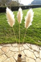 Set 3 Pampasgras neu trockenblumen Lot 3 herbe de la pampa