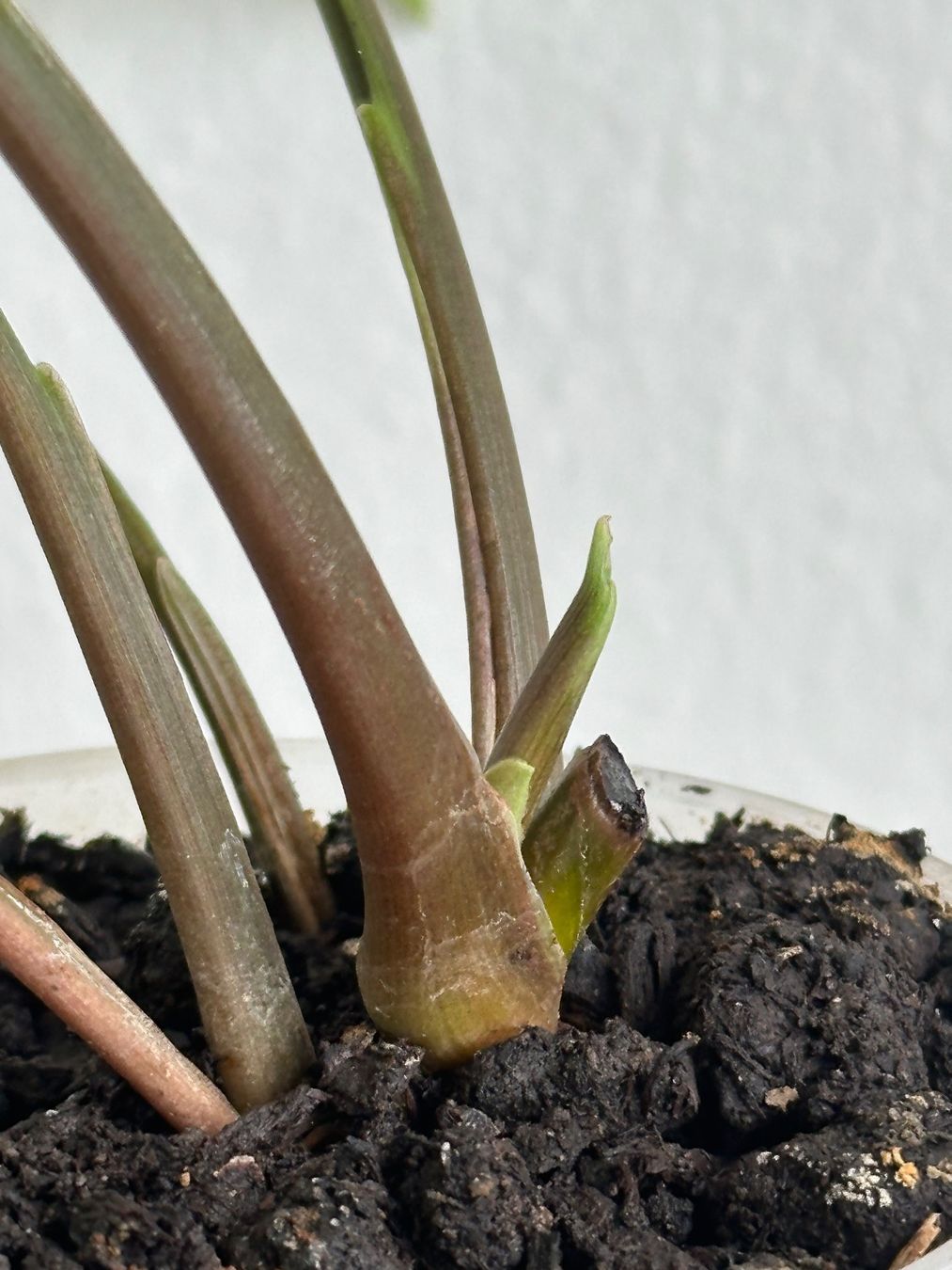Pflanzen & Samen: Syngonium Three Kings #1 – Gebraucht aus Zürich von ong8 3