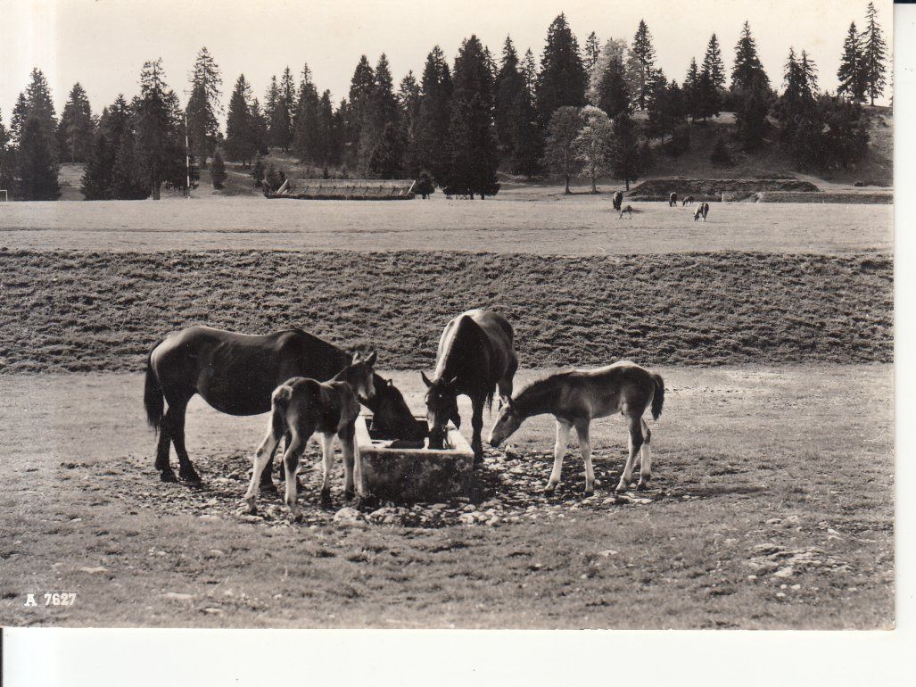 Ansichtskarten: Franches Montagnes, Chevaux,  ca. 1950 – Gebraucht aus Bürglen TG von StampGraf