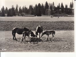 Franches Montagnes, Chevaux,  ca. 1950