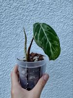 Philodendron Gloriosum ‘Snow Leopard’ 🐆🌿- variegated